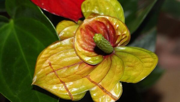 flamingóvirág torzsavirágzata