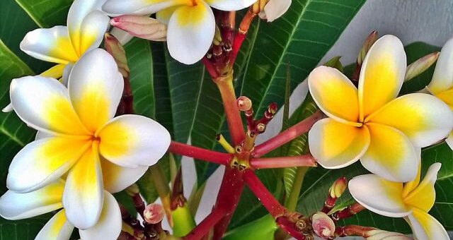 sárga virágú frangipáni, plumeria