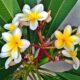 sárga virágú frangipáni, plumeria