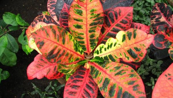 szobanövények választása - kroton