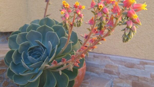 Mentett növények - amerikai kövirózsa