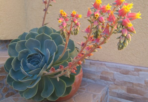 Mentett növények - amerikai kövirózsa