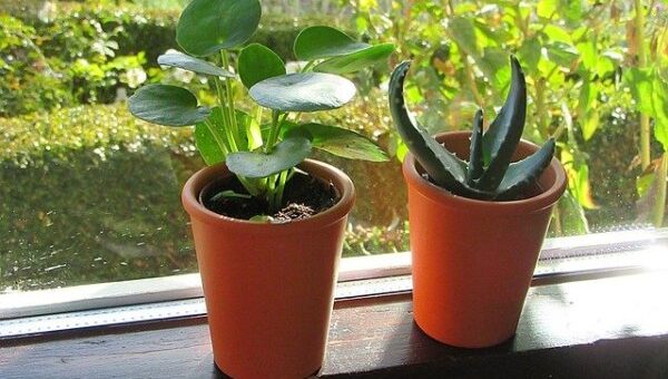 szobanövények téli ápolása