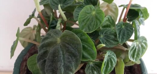 Ráncoslevelű törpebors (Peperomia ceperata)