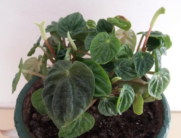 Ráncoslevelű törpebors (Peperomia ceperata)