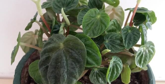 Ráncoslevelű törpebors (Peperomia ceperata)