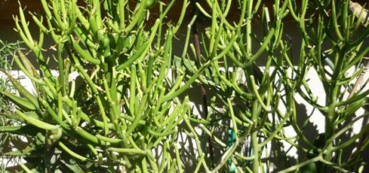botkaktusz (Euphorbia tirucalli)