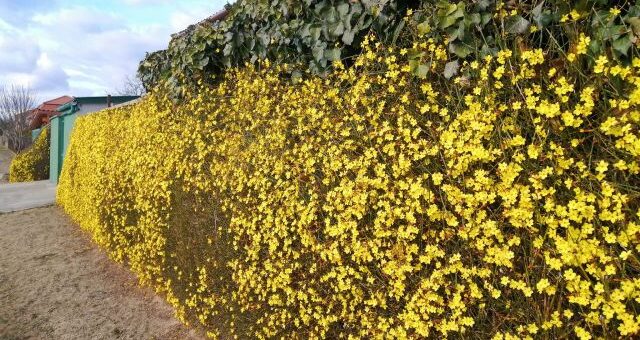 Legkorábban nyíló kora tavaszi virágok - téli jázminnal befuttatott keírtés kerítés
