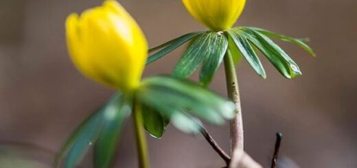 téltemető (Eranthis hyemalis) sárga virágai