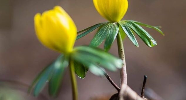 téltemető (Eranthis hyemalis) sárga virágai