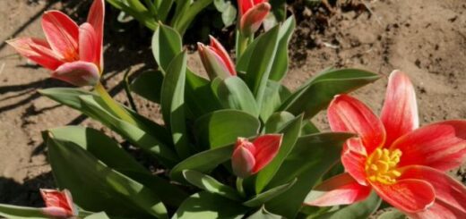 piros botanika tulipán bokor