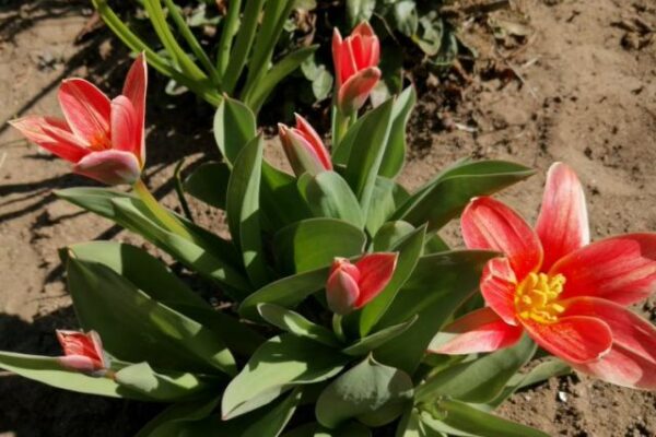 piros botanika tulipán bokor