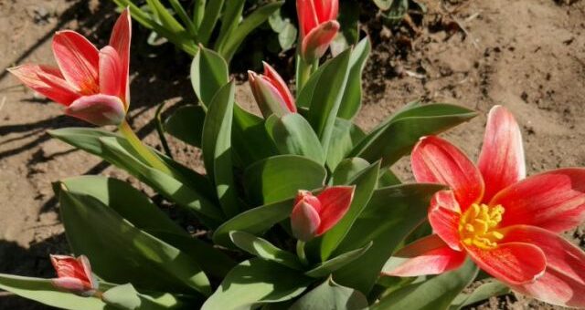 piros botanika tulipán bokor