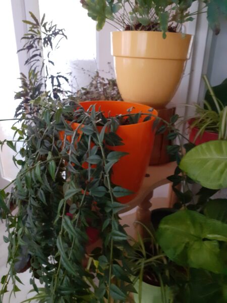 szobanövények megfelelő méretű kaspóba ültetve