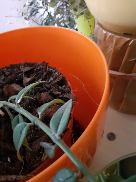 szobanövény megfelelő méretű kaspóba ültetve