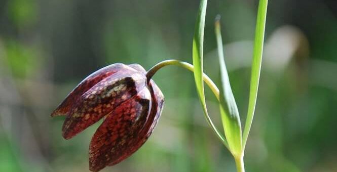 virágzó Mocsári kockásliliom, kotuliliom (Fritillaria meleagris)