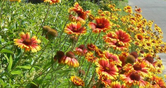 évelő kokárdavirág (Gaillardia aristata) bokrok az utcán