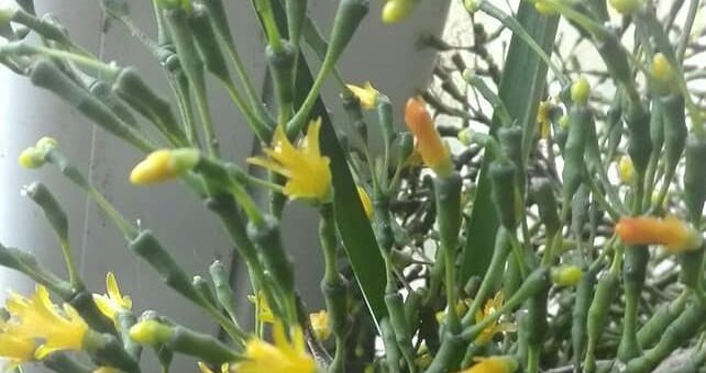  korallkaktusz, vesszőkaktusz vagy pálcikakaktusz (Rhipsalis Hatiora salicornioides)
