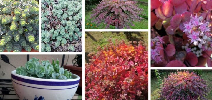 októberi varjúháj színének változása hónapról hónapra