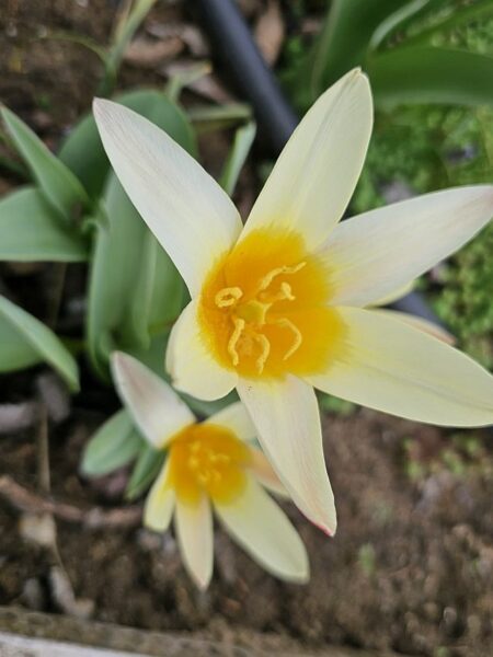 sárga vadtulipán, botanikai tulipán