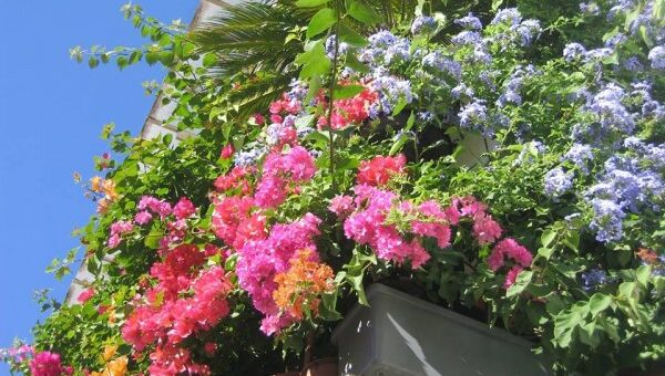 bugenvillea, murvafürt (bougainvillea) a budapesti erkélyen