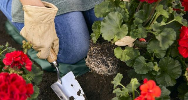 növények átültetése nagyobb cserépbe és friss földbe