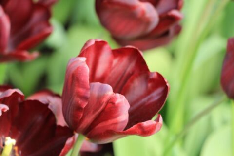 vörös tulipán