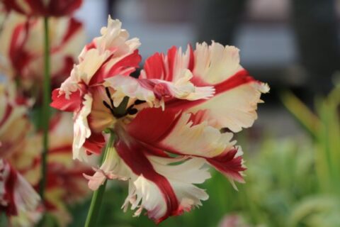 egészségséges cirmos tulipán