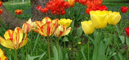 vírusos tulipánok