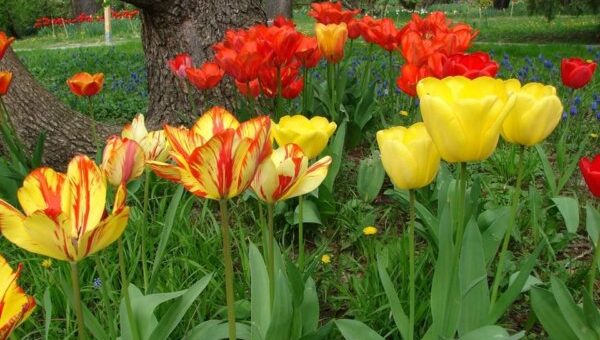 vírusos tulipánok