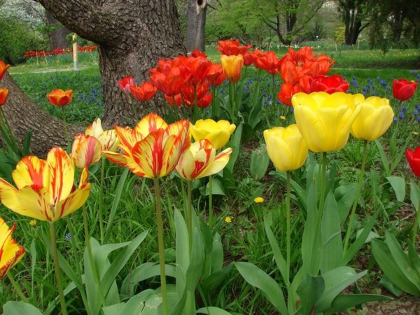 balra vírusos tulipánok, jobbra egészséges tulipánok