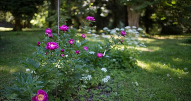 bánáti bazsarózsa