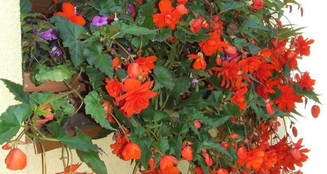 piros futóbegónia vagy csüngő begónia
