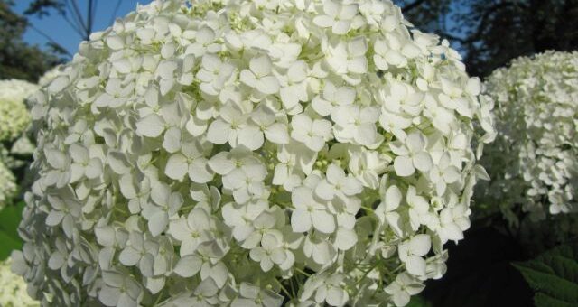 cserjés hortenzia virága