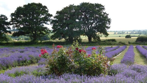 levendula és rózsa jó párosítás