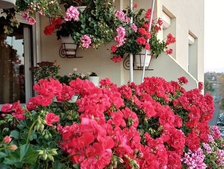 dúsan virágzó muskátli erkélyes