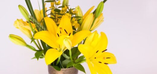 sárga liliomok vázában