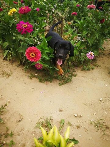 rézvirág bokrok a kerten kutyával