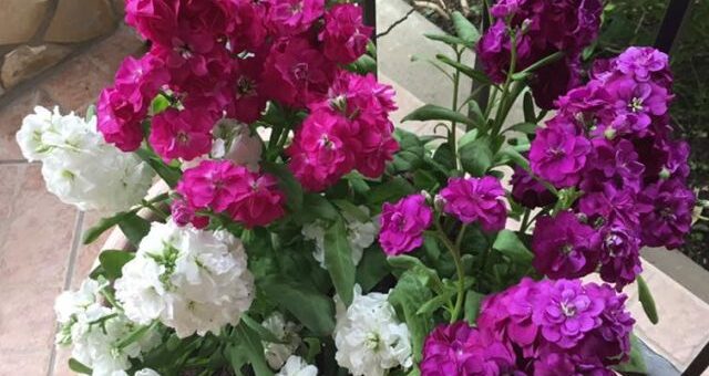 kert vagy nyári viola három színben