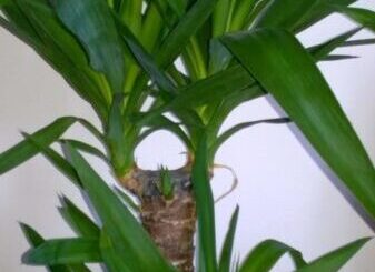 óriás jukka, yucca elephantipes