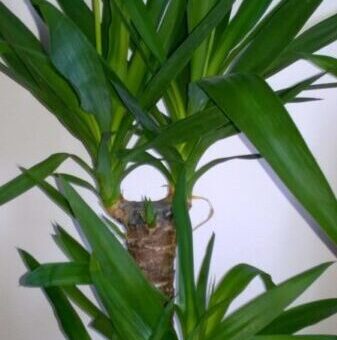 óriás jukka, yucca elephantipes