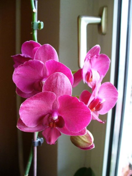 rózsaszínű lepkeorchidea