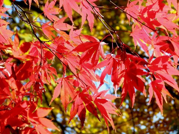 vörös levelű juhar ősszel