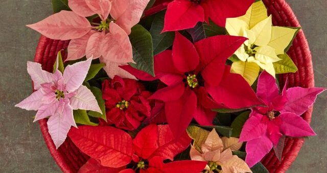 különböző színű mikulásvirágok