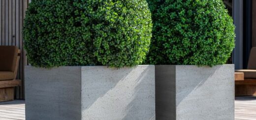 két műnövény szürke kerámia kaspóban