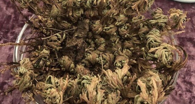 éledező jerikó rózsája