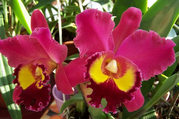rózsaszín cattleya orchidea sárga középpel