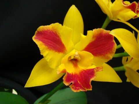 sárga-piros cirmos bugakosbor (cattleya orchidea)