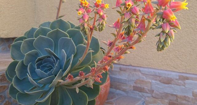 fáskövirózsa, amerikai kövirózsa