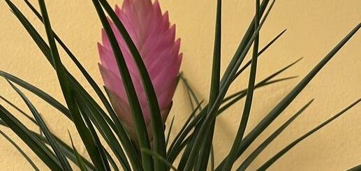 Bíborlilás szakállbromélia